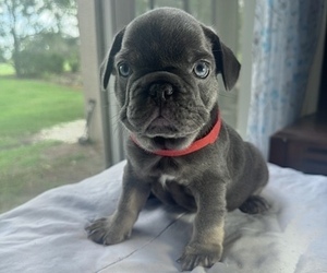 French Bulldog Puppy for sale in VALRICO, FL, USA