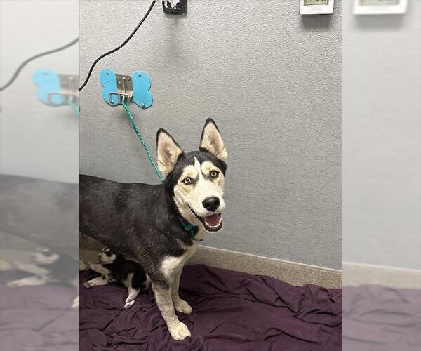 Medium Photo #1 Siberian Husky-Unknown Mix Puppy For Sale in Las Vegas, NV, USA