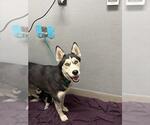Small Siberian Husky Mix