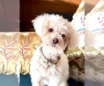 Small #3 Bichon Frise Mix