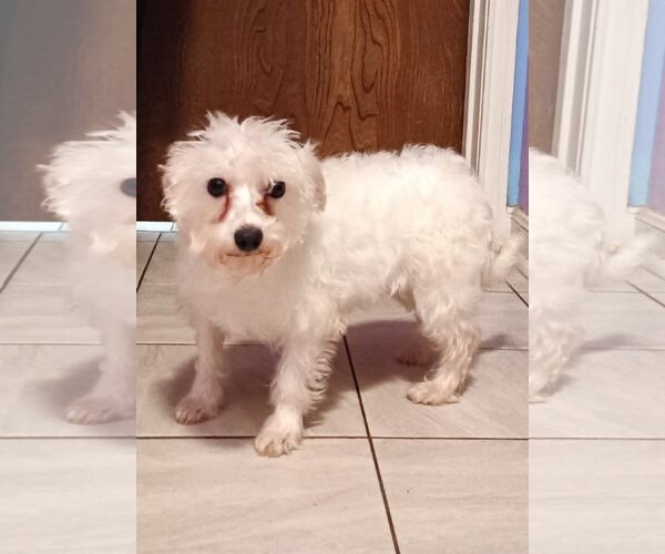 Medium Photo #1 Maltese-Unknown Mix Puppy For Sale in Spring, TX, USA
