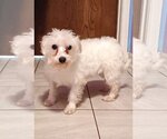Small Photo #1 Maltese-Unknown Mix Puppy For Sale in Spring, TX, USA