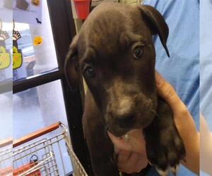 Mutt Dogs for adoption in Tulsa, OK, USA