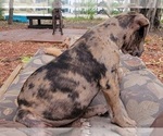 Small Photo #12 Catahoula Bulldog Puppy For Sale in MIAMI BEACH, FL, USA