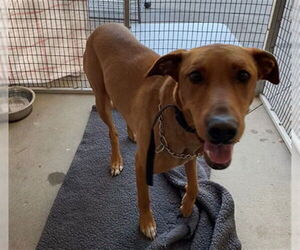 Labrador Retriever-Unknown Mix Dogs for adoption in Rancho Cucamonga, CA, USA