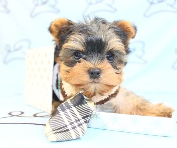Medium Photo #17 Yorkshire Terrier Puppy For Sale in LAS VEGAS, NV, USA