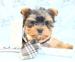 Small Photo #17 Yorkshire Terrier Puppy For Sale in LAS VEGAS, NV, USA