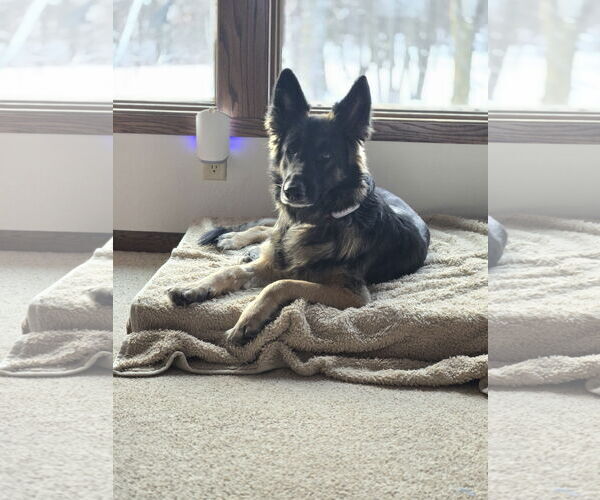 Medium Photo #2 German Shepherd Dog-Unknown Mix Puppy For Sale in Princeton, MN, USA