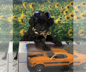 YorkiePoo Puppy for sale in SELLERSBURG, IN, USA