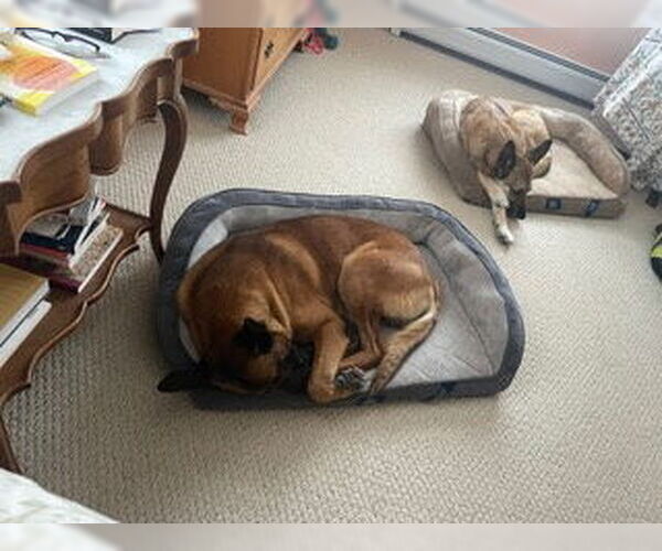 Medium Photo #7 Mutt Puppy For Sale in Stevens Point, WI, USA