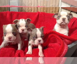 Boston Terrier Puppy for sale in ROYSE CITY, TX, USA