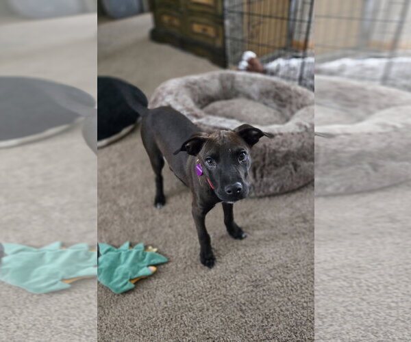 Medium Photo #12 American Pit Bull Terrier-Unknown Mix Puppy For Sale in Minneapolis, MN, USA