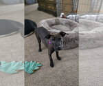 Small #11 American Pit Bull Terrier Mix