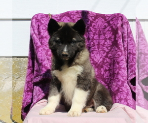 Siberian Husky Puppy for sale in KIRKWOOD, PA, USA