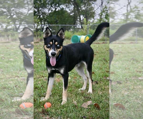 Medium Photo #3 Border Collie-Huskies  Mix Puppy For Sale in DuQuoin, IL, USA