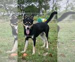 Small #2 Border Collie-Huskies  Mix