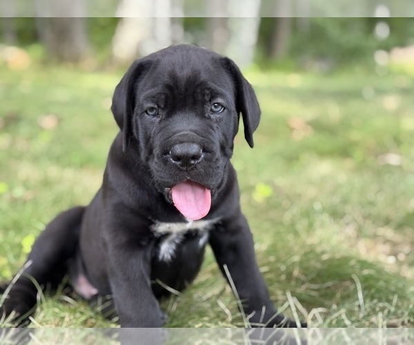 Medium Photo #2 Cane Corso Puppy For Sale in NEWTON, NJ, USA