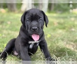 Small #1 Cane Corso