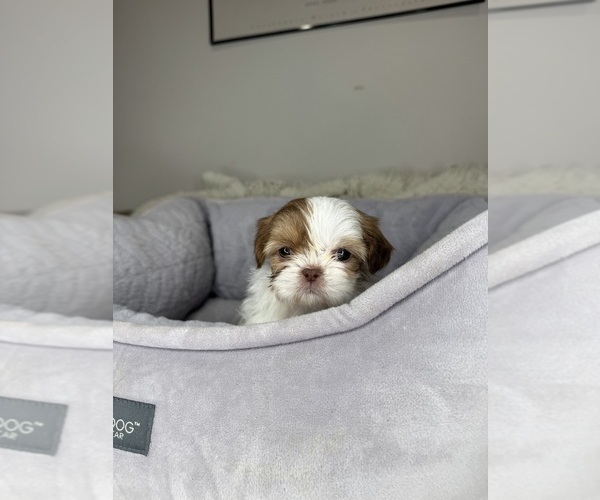 Medium Photo #2 Shih Tzu Puppy For Sale in CHARLOTTE, NC, USA