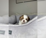 Small #1 Shih Tzu