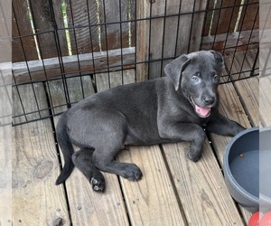 Labrador Retriever Puppy for sale in INEZ, KY, USA
