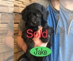 Small Photo #5 Labradoodle Puppy For Sale in HALIFAX, PA, USA