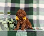 Small Photo #5 Poodle (Toy) Puppy For Sale in KINZERS, PA, USA