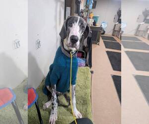 Great Dane Dogs for adoption in Catasauqua, PA, USA