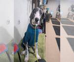 Small Great Dane