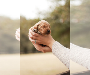 Goldendoodle Puppy for Sale in AIKEN, South Carolina USA