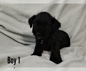 Schnauzer (Miniature) Puppy for sale in LAKEVILLE, OH, USA