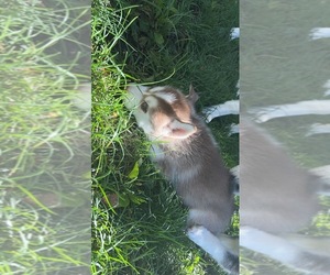 Siberian Husky Puppy for sale in BEVINGTON, IA, USA
