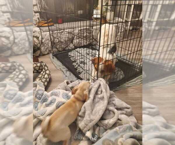 Medium Photo #4 Collie-Labrador Retriever Mix Puppy For Sale in Dana Point, CA, USA