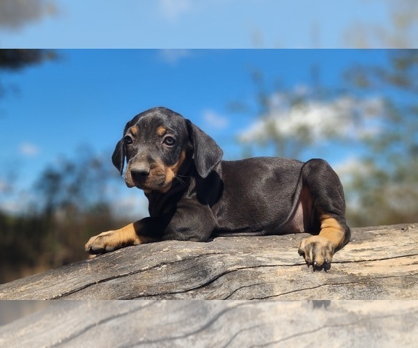 Medium Photo #6 Catahoula Leopard Dog Puppy For Sale in CUMBY, TX, USA