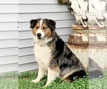 Small Photo #1 Australian Shepherd Puppy For Sale in LOCKPORT, NY, USA