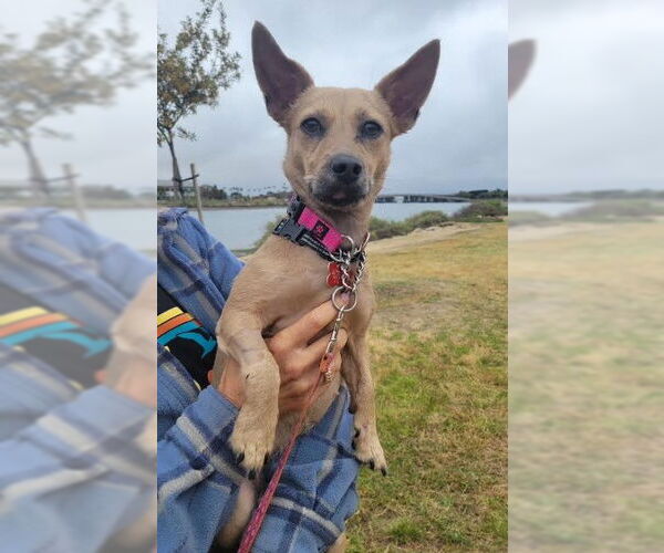 Medium Photo #5 Chihuahua-Unknown Mix Puppy For Sale in San Diego, CA, USA