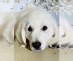 Small Photo #4 English Cream Golden Retriever Puppy For Sale in AMITY, AR, USA