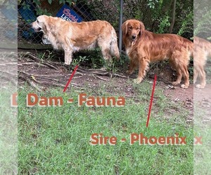 Golden Retriever Litter for sale in MAULDIN, SC, USA