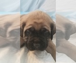 Small Photo #30 Mastiff Puppy For Sale in FULTON, NY, USA