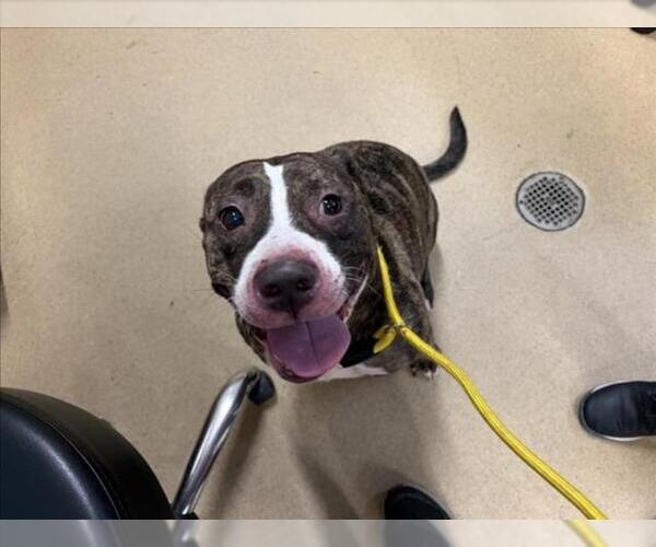 Medium Photo #1 American Pit Bull Terrier Puppy For Sale in Derwood, MD, USA
