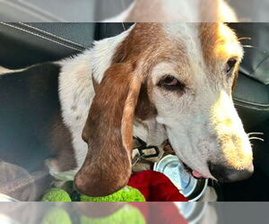 Basset Hound Dogs for adoption in Deepwater, NJ, USA