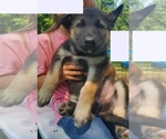 Puppy Loopy Alaskan Malamute-German Shepherd Dog Mix