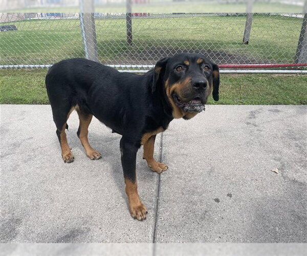 Medium Photo #1 Rottweiler-Unknown Mix Puppy For Sale in Corpus Christi, TX, USA
