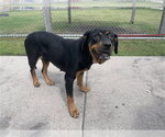 Small Rottweiler Mix
