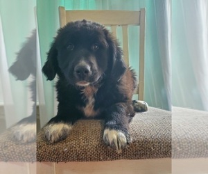 Norwegian Elkhound Puppy for sale in GOSHEN, IN, USA