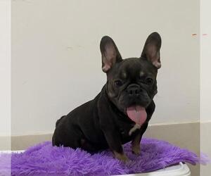 French Bulldog Puppy for sale in ORLANDO, FL, USA
