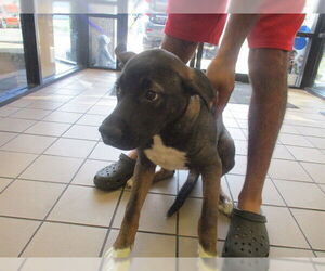 Mutt Dogs for adoption in Ocala, FL, USA