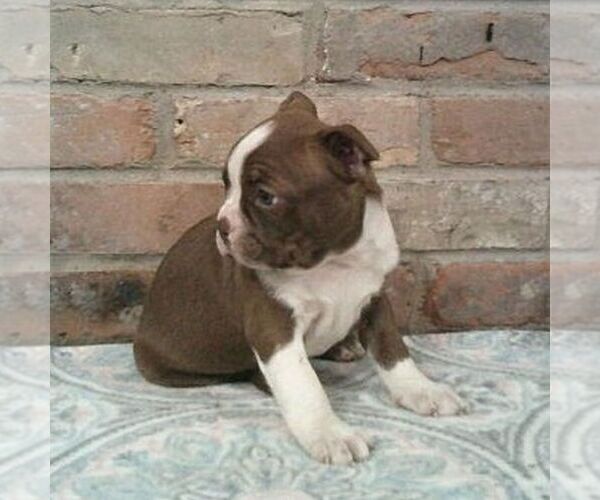 Medium Photo #2 Boston Terrier Puppy For Sale in HOT SPRINGS, SD, USA