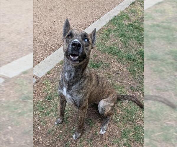 Medium Photo #1 Catahoula Leopard Dog-Unknown Mix Puppy For Sale in Plano, TX, USA