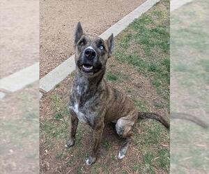 Catahoula Leopard Dog-Unknown Mix Dogs for adoption in Plano, TX, USA